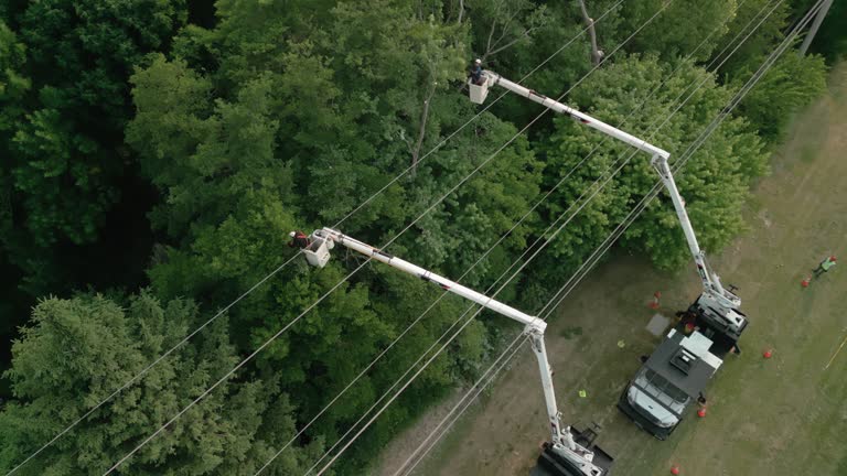 Best Utility Line Clearance  in Old Westbury, NY